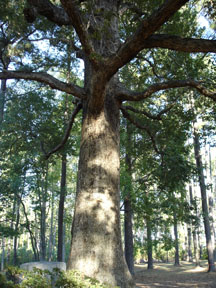 white oak tree